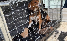 Domaniç’te saldırgan köpek barınağa alındı