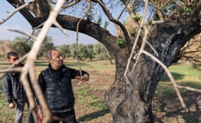 Büyükşehir yanan zeytin ağaçlarının yaşatılması için çalışma başlattı