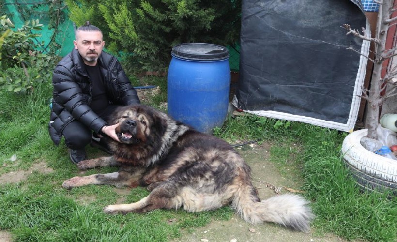 Çalamadığı köpeği pompalı tüfekle vurdu