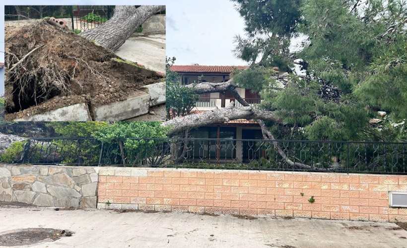 İzmir Çeşme'de dev ağaç evin bahçesine devrildi