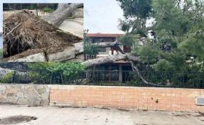 İzmir Çeşme'de dev ağaç evin bahçesine devrildi