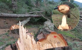 Tarım arazisi açmak için 250 çam ağacı kesildi
