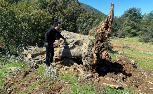 Bodrum'da kesilen 30 zeytin ağacı için 30 bin lira ceza