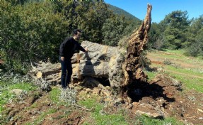 Bodrum'da kesilen 30 zeytin ağacı için 30 bin lira ceza
