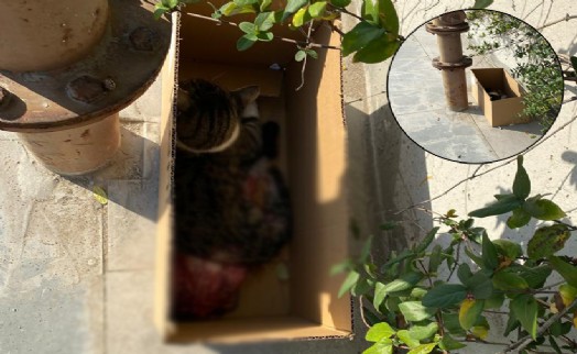 Gaziemir'de derisi yüzülmüş kedi bulundu: Kutuya koyup İZBAN'a bıraktılar!