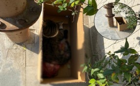 Gaziemir'de derisi yüzülmüş kedi bulundu: Kutuya koyup İZBAN'a bıraktılar!