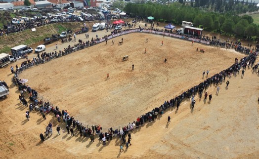 Kemalpaşa'da Boğa Güreşi Festivali