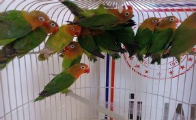 Manisa'da satışı yasak 14 cennet papağanı ele geçirildi