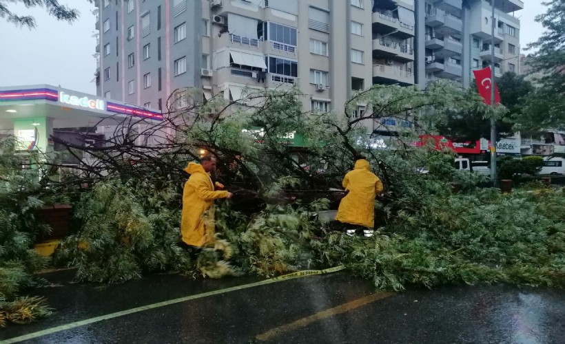 Aydın’da kuvvetli rüzgar 2 ilçede ağaçları devirdi