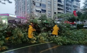 Aydın’da kuvvetli rüzgar 2 ilçede ağaçları devirdi