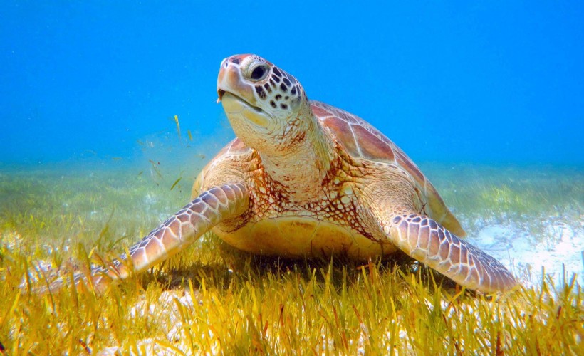 Bayramda tatilcilere caretta caretta uyarısı