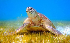 Bayramda tatilcilere caretta caretta uyarısı