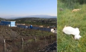 Büyükşehir'den keçi ölümlerine ilişkin açıklama: Tesisle alakası yok!