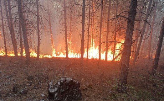 Kütahya’da orman yangını, erken müdahaleyle söndürüldü