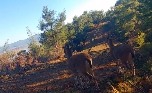 Muğla'da yaban hayatı çeşitliliği fotokapanlara yansıdı