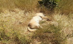 Vicdansızlar! 2 köpek ile 2 kediyi zehirleyip katlettiler