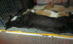 Urla'da köpek katliamı: Bunu yapan insan olamaz!...