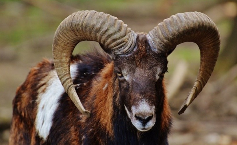 Kurban keserken kalp krizi geçirdi, bıçağın üzerine düşerek can verdi