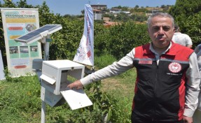 Akdeniz meyve sineğiyle mücadele