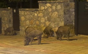 Bodrum'da aç kalan domuzlar ilçe merkezine indi