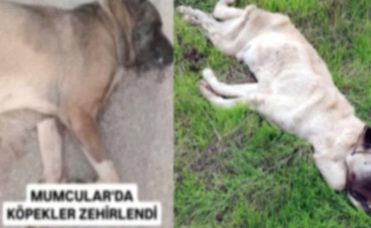 Bodrum’da vahşet: Köpekleri telle boğup zehirlediler!