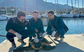 Muğla’da yaralı caretta caretta, tedaviye alındı