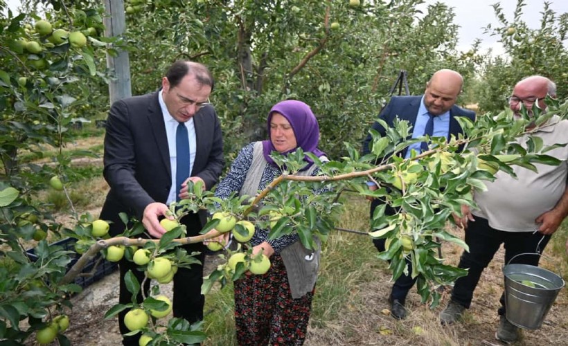 Afyon'da elma hasadı başladı