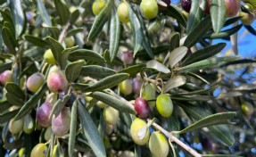 Aliağa, 4. Zeytin Hasat Şenliği’nde buluşuyor
