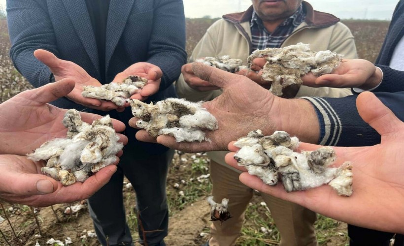 Aydın'da 6 bin dönüm pamuk tarlasında büyük zarar!