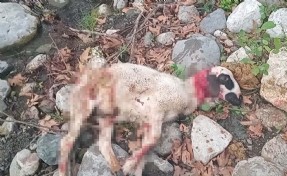 Başıboş köpekler sürüye saldırıp, 3 koyunu öldürdü