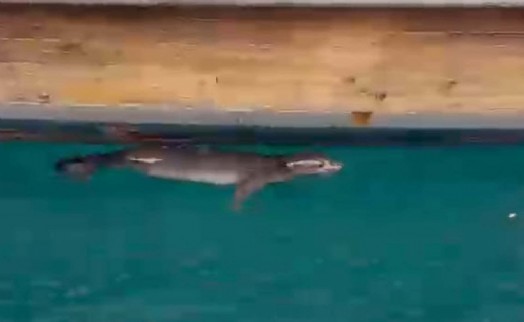 Bodrum’da iskelede fok görüntülendi