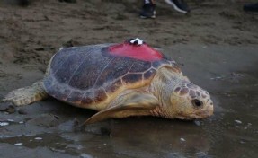 Caretta caretta 'Tuba', iki ayda 7 bin 500 kilometre katetti