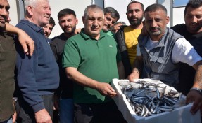 Hamsiye yurt içi ve yurt dışından gelen yoğun talebe yetişilemiyor