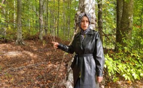 İlk hasadını ayılara kaptırdı