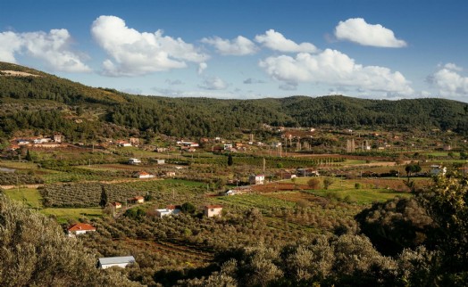 Seferihisar'da 'Orhanlı Köyü 2'nci Zeytin Hasadı Festivali' düzenlenecek