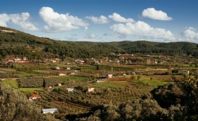 Seferihisar'da 'Orhanlı Köyü 2'nci Zeytin Hasadı Festivali' düzenlenecek