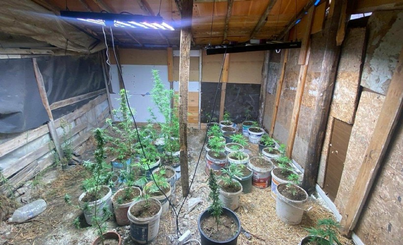 Sera kurup, Hint keneviri yetiştiren 2 kişi gözaltına alındı