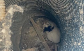 Su tahliye borusuna düşen kediyi itfaiye kurtardı