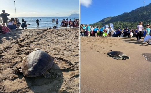 Tedavisi tamamlanan deniz kaplumbağaları denizle buluşturuldu