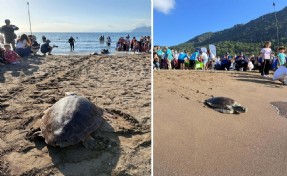 Tedavisi tamamlanan deniz kaplumbağaları denizle buluşturuldu
