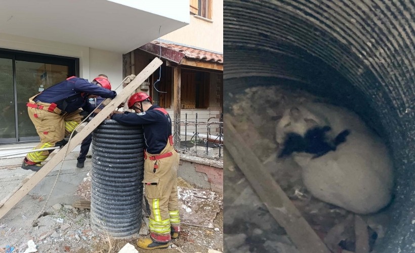 Turgutlu'da su tahliye borusuna düşen kediyi itfaiye kurtardı