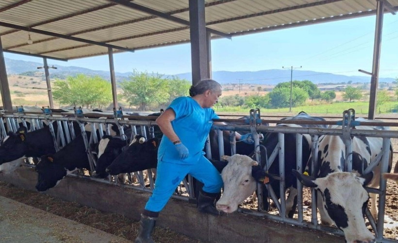 Yenipazar’da 9 mahallede ‘şap’ karantinası