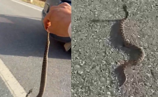 'Engerek' yılanını kuyruğundan yakalayıp, doğaya bıraktı!