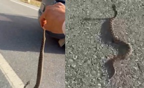'Engerek' yılanını kuyruğundan yakalayıp, doğaya bıraktı!