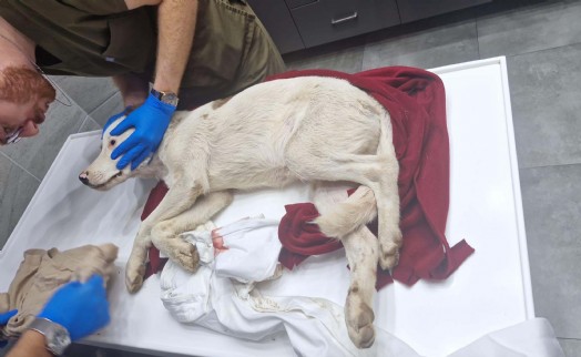 85 yaşında yavru köpek öldürmekten tutuklandı