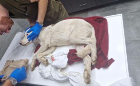 85 yaşında yavru köpek öldürmekten tutuklandı