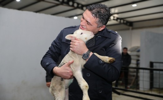 Aliağa’da üreticiye destek sürüyor: Hibeli koyun ve koçlar üreticilere teslim edildi