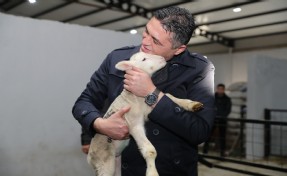 Aliağa’da üreticiye destek sürüyor: Hibeli koyun ve koçlar üreticilere teslim edildi