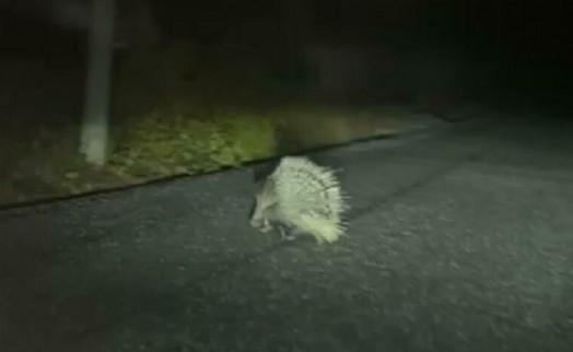 Aydın'da oklu kirpi mutluluğu