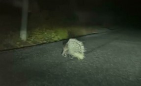 Aydın'da oklu kirpi mutluluğu